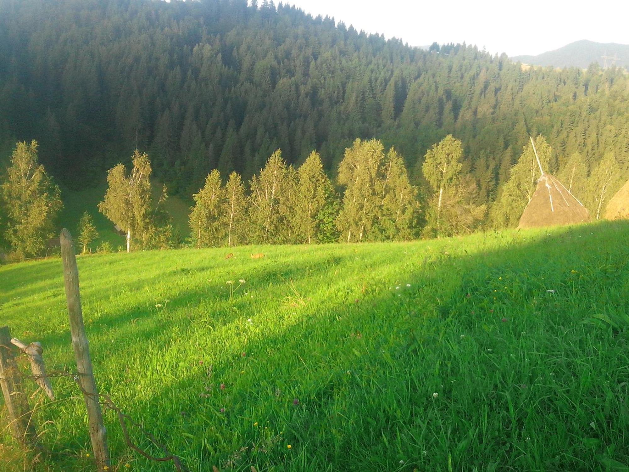 Vila Doina Branului برانْ المظهر الخارجي الصورة